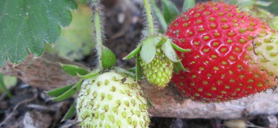 Why relocate strawberries and what to plant in the garden after it