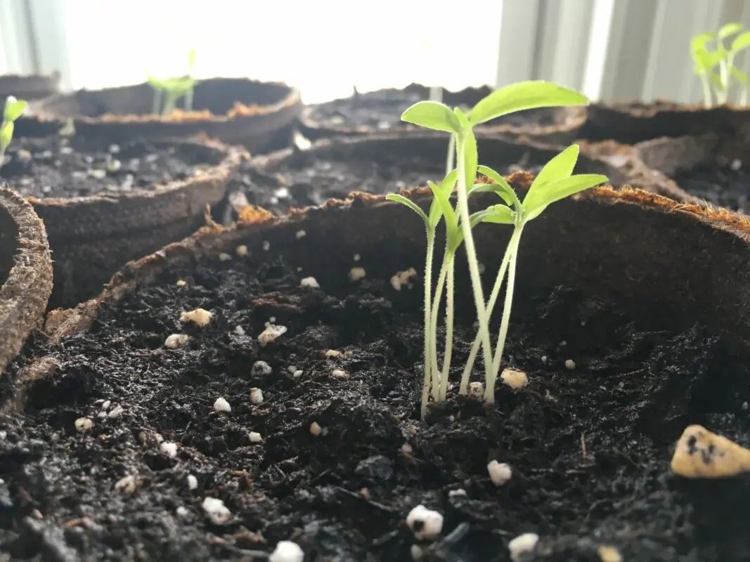 Why seedlings stretch out and turn pale: 7 typical mistakes of summer residents