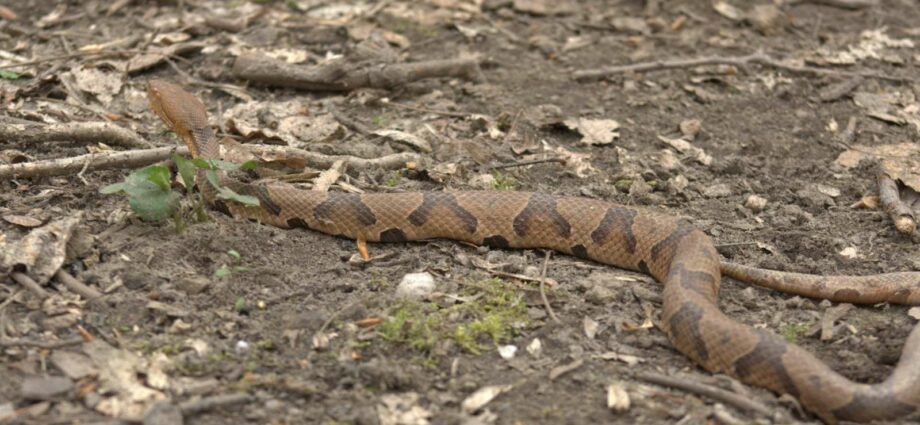 Why summer residents shouldn&#8217;t kill vipers