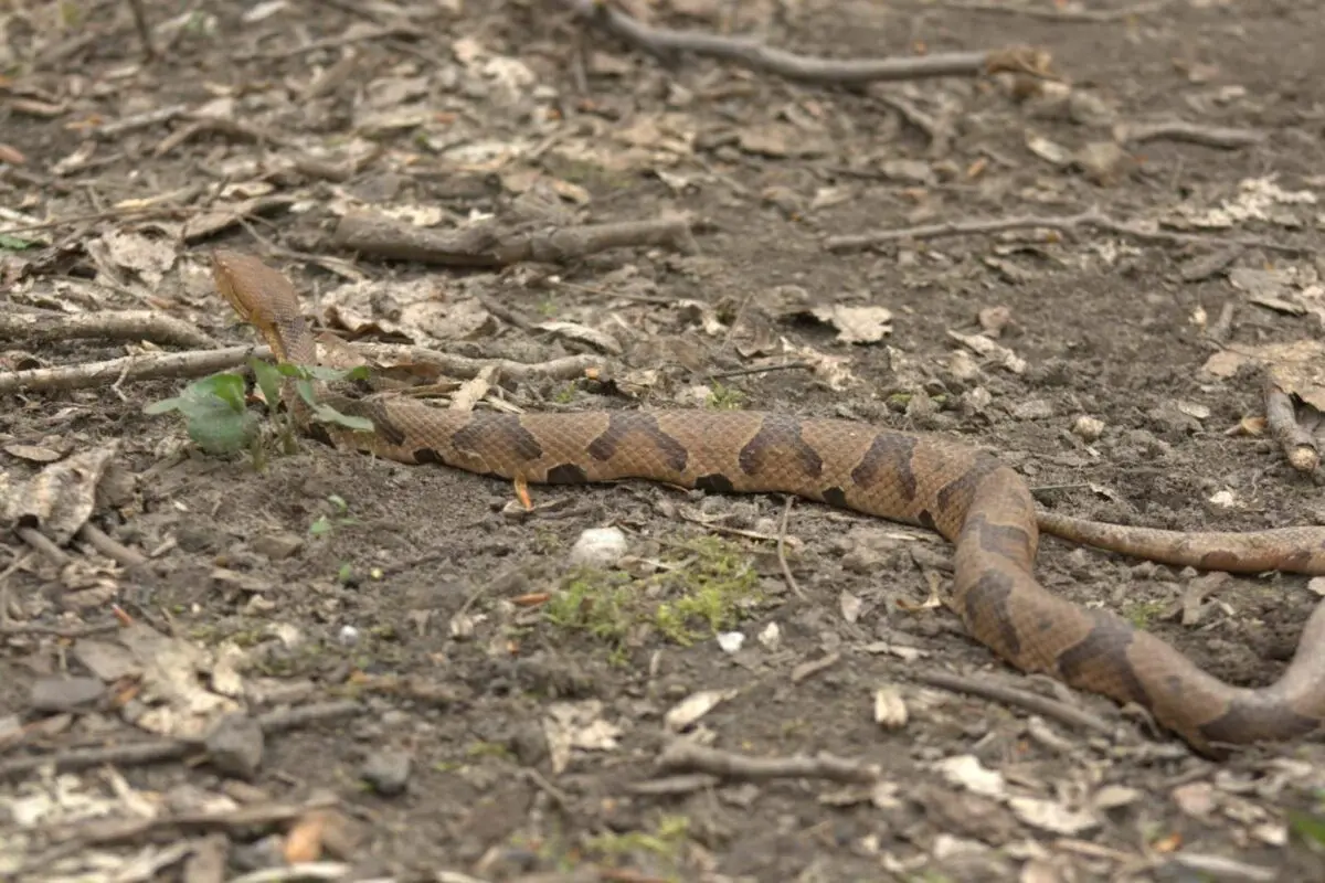 Why summer residents shouldn&#8217;t kill vipers