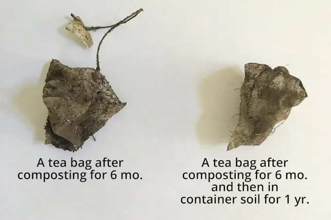 Why tea bags can be bad for your eyes