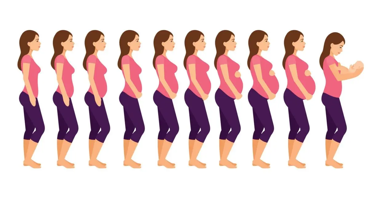 Why the belly does not grow during pregnancy