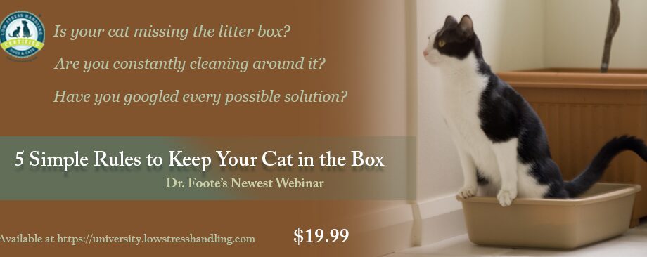 Why the cat shits, anywhere: how to wean a cat from shitting