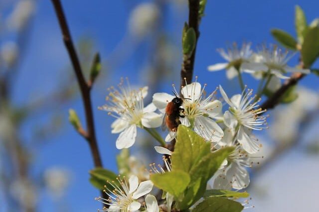 Why the plum blooms, but does not bear fruit: 8 reasons