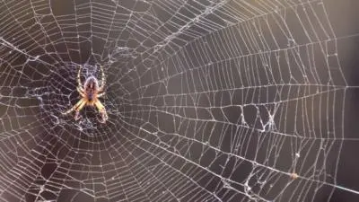 Why there are a lot of spiders in the house: 6 reasons