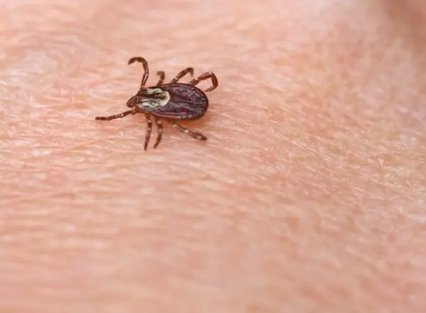 Why ticks are dangerous