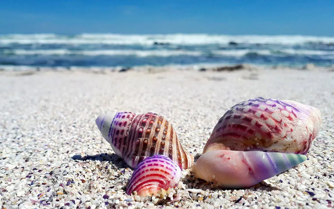 Why you can&#8217;t keep seashells from the sea at home