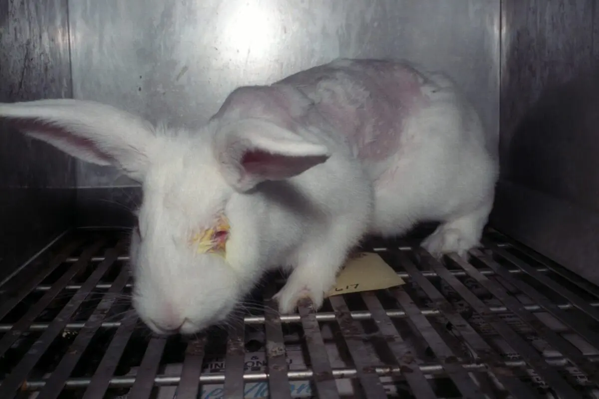 Wild beauty: animal cosmetics for humans
