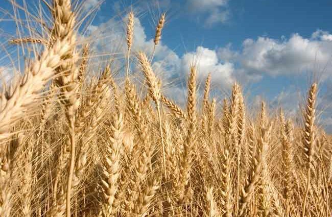 Will there be a crop failure this year due to rains: an expert opinion