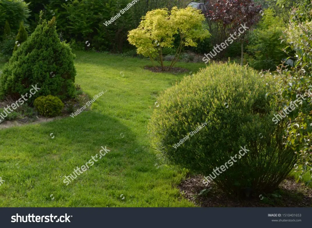 Willow purple nana in landscape design