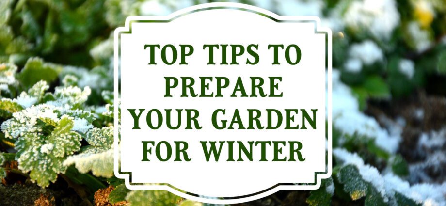 Winter garden in the house: a few simple tips