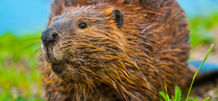 Winter is Coming: Why Immune Beaver Musk