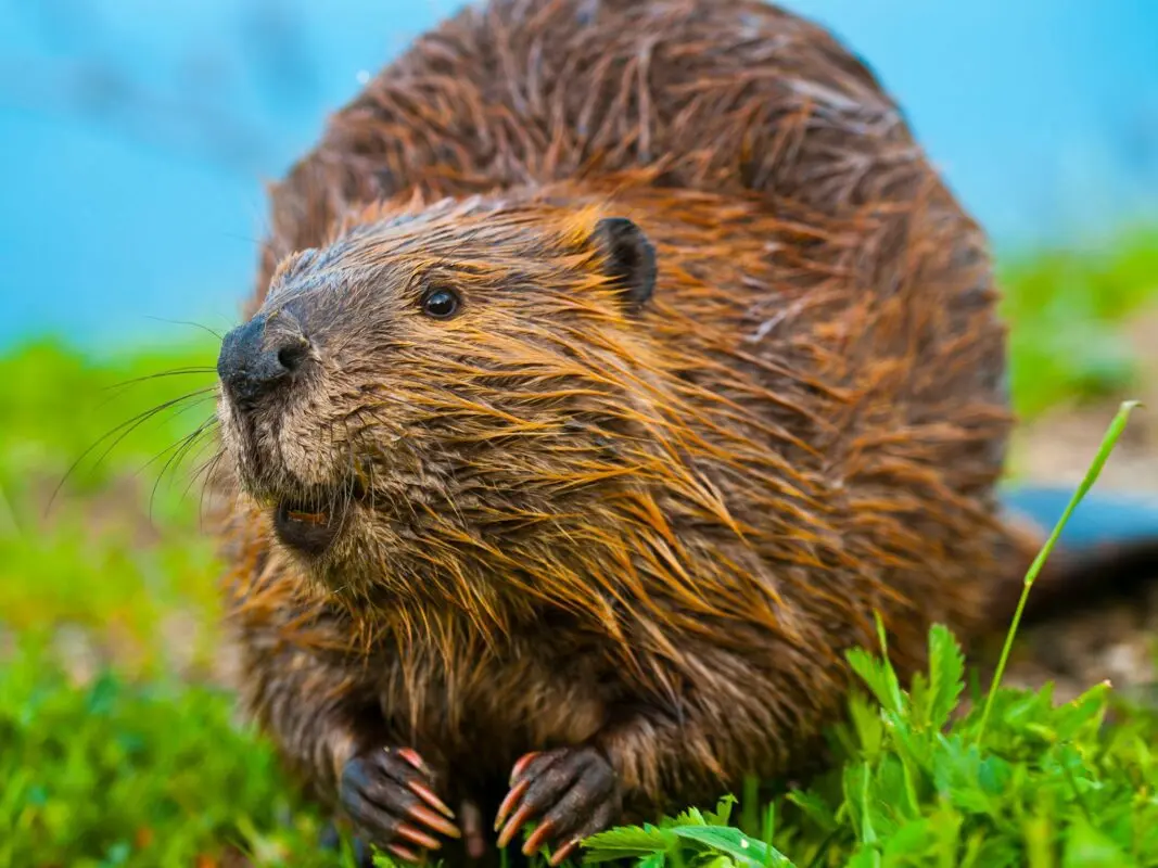 Winter is Coming: Why Immune Beaver Musk