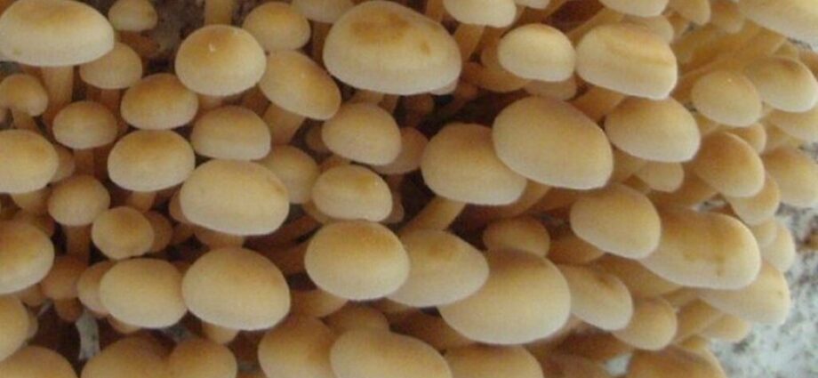 Winter mushrooms: description, cultivation