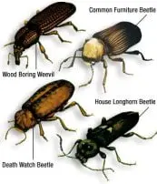 Woodworm beetle: how to get rid