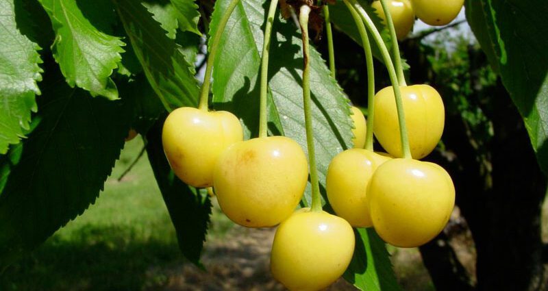 Yellow cherry varieties