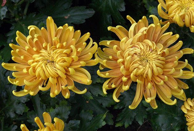 Yellow chrysanthemums: bush chrysanthemum, varieties