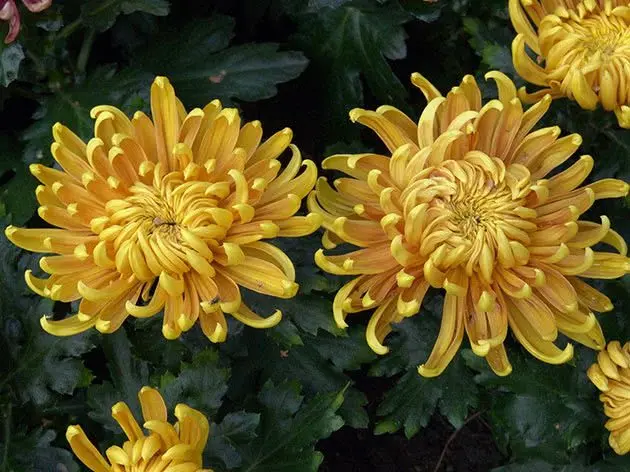 Yellow chrysanthemums: bush chrysanthemum, varieties