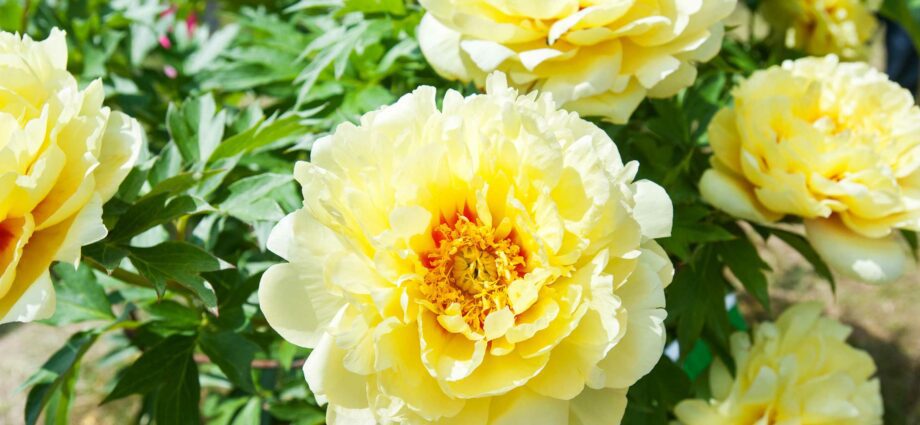 Yellow peony: varieties