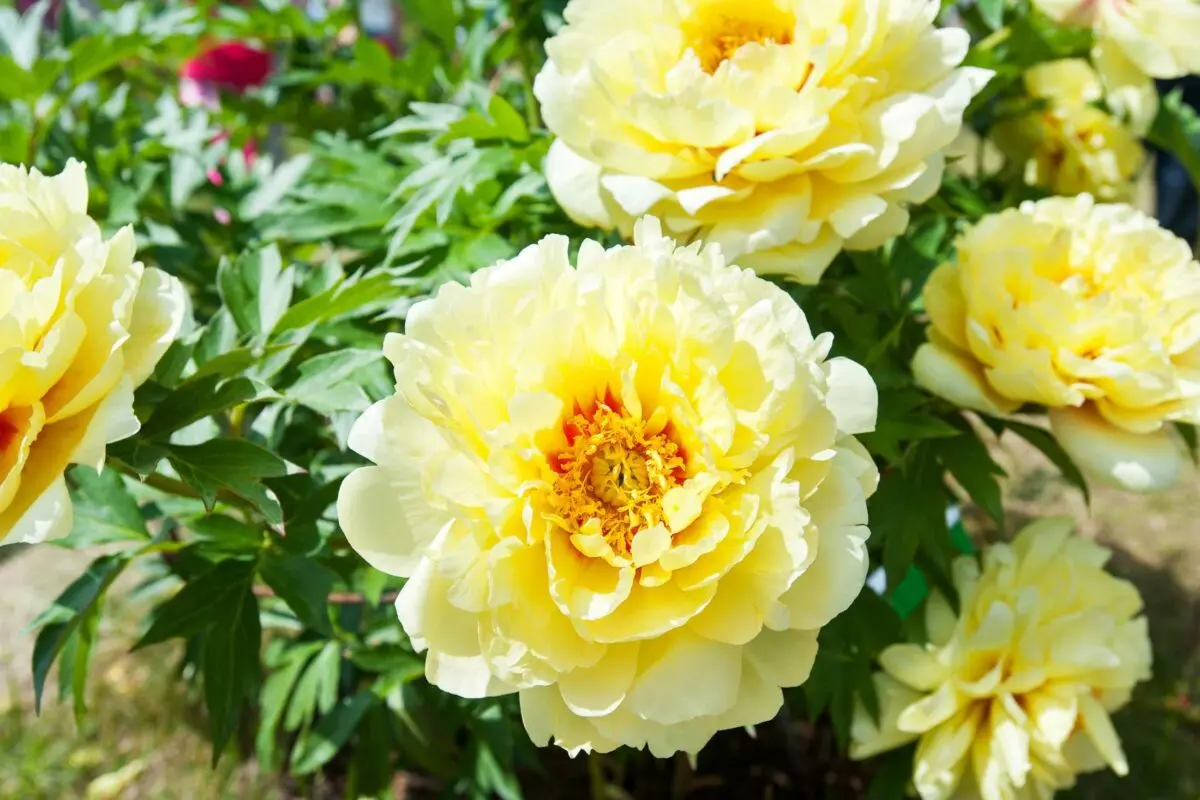 Yellow peony: varieties