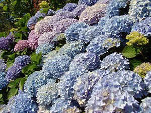 Young hydrangea: preparing for winter