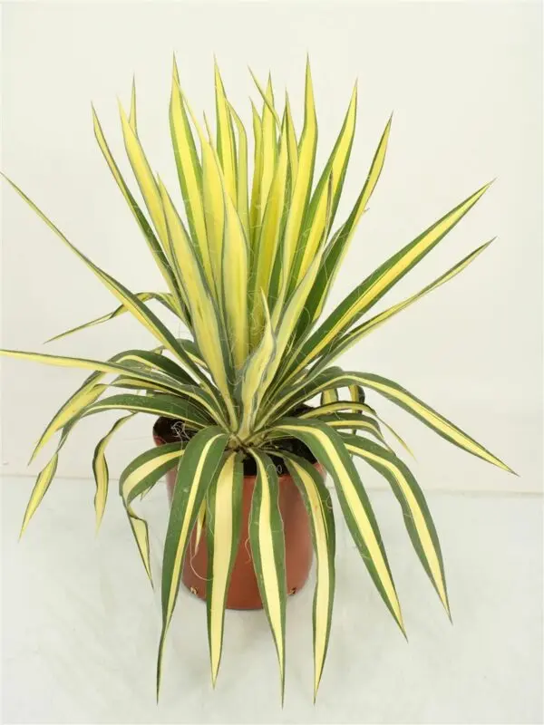 Yucca filamentous