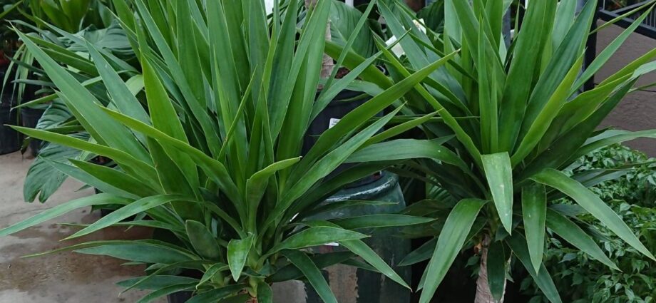 Yucca flower is the best houseplant