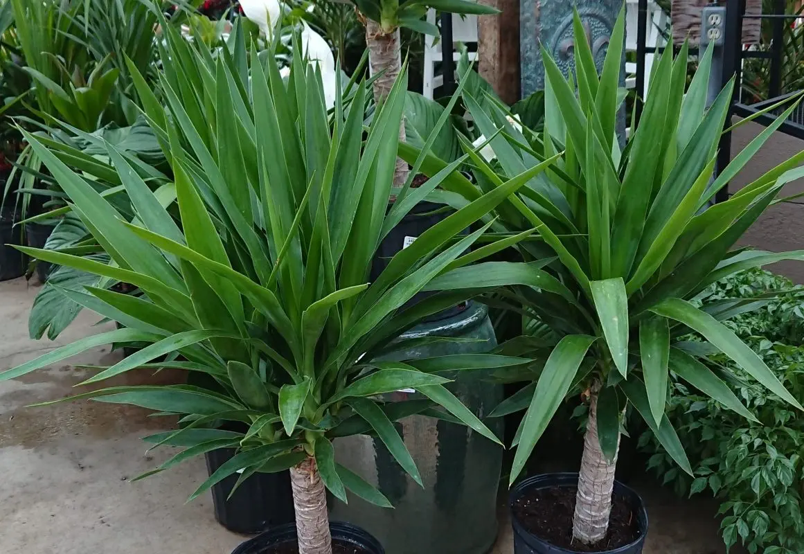 Yucca flower is the best houseplant