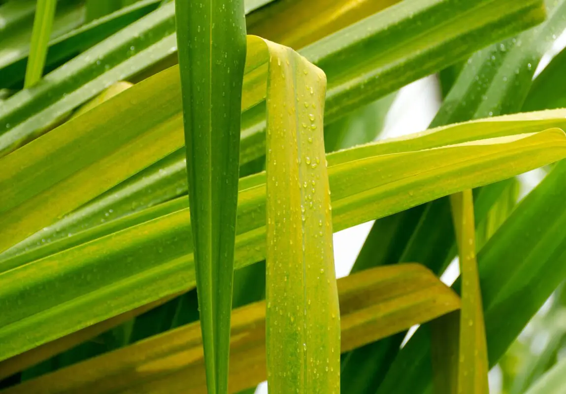 Yucca leaf: why leaves turn yellow