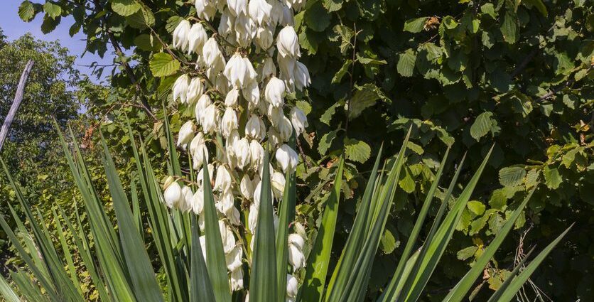 Yucca transplant: how to transplant in the fall