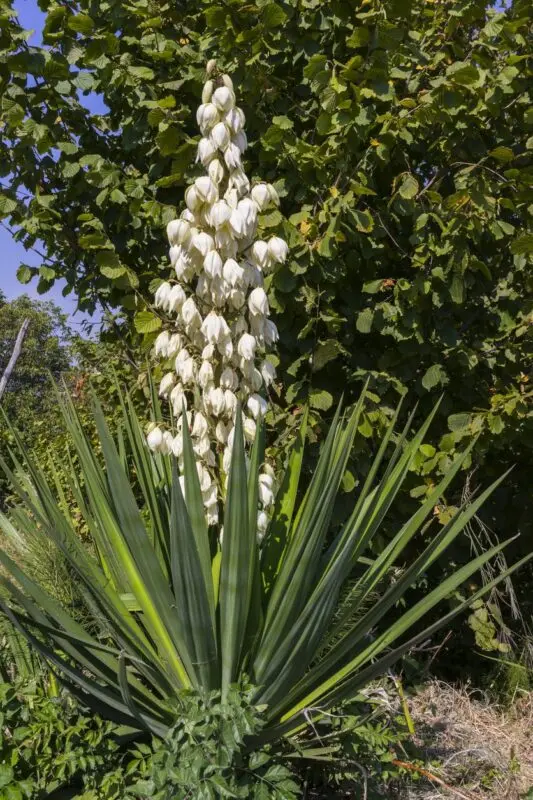 Yucca transplant: how to transplant in the fall