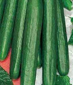 Zozulya cucumber: description, photo