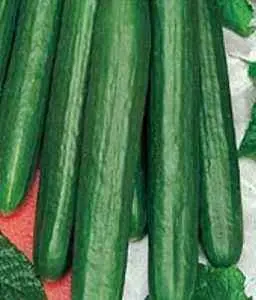 Zozulya cucumber: description, photo