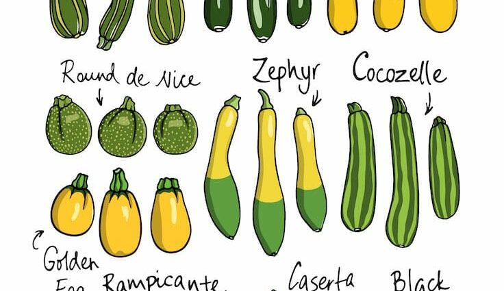 Zucchini varieties: description