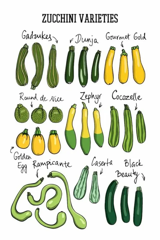 Zucchini varieties: description