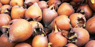 Medlar: useful properties of German medlar. Video