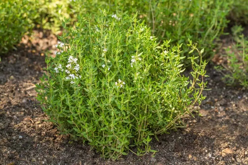 12 incredible health benefits of thyme tea