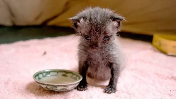 A story about a cat who saved the life of his owner