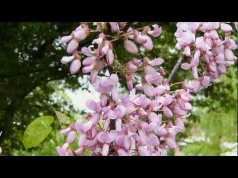 Acacia flowers: medicinal properties and contraindications