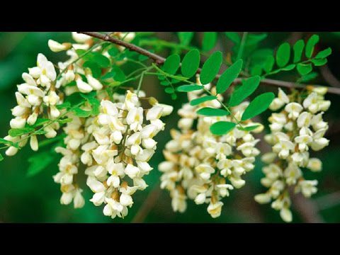 Acacia flowers: medicinal properties and contraindications