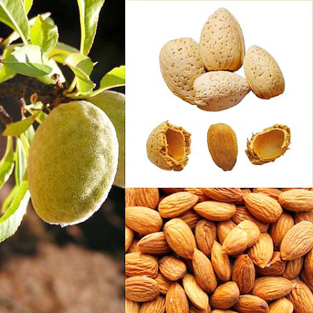 Almonds: benefits and harms to the body