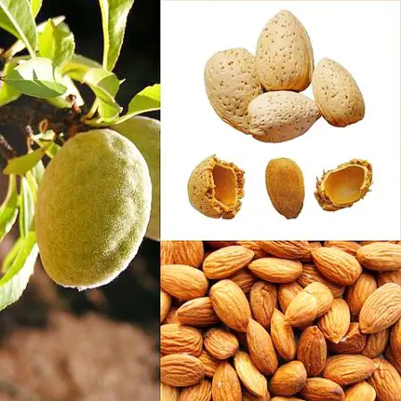 Almonds: benefits and harms to the body