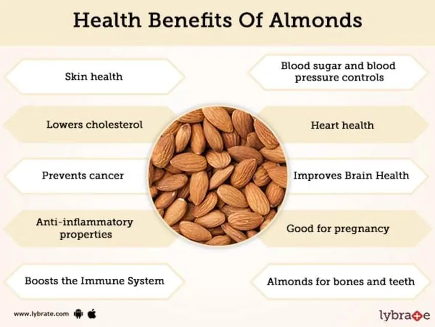 Almonds: benefits and harms to the body