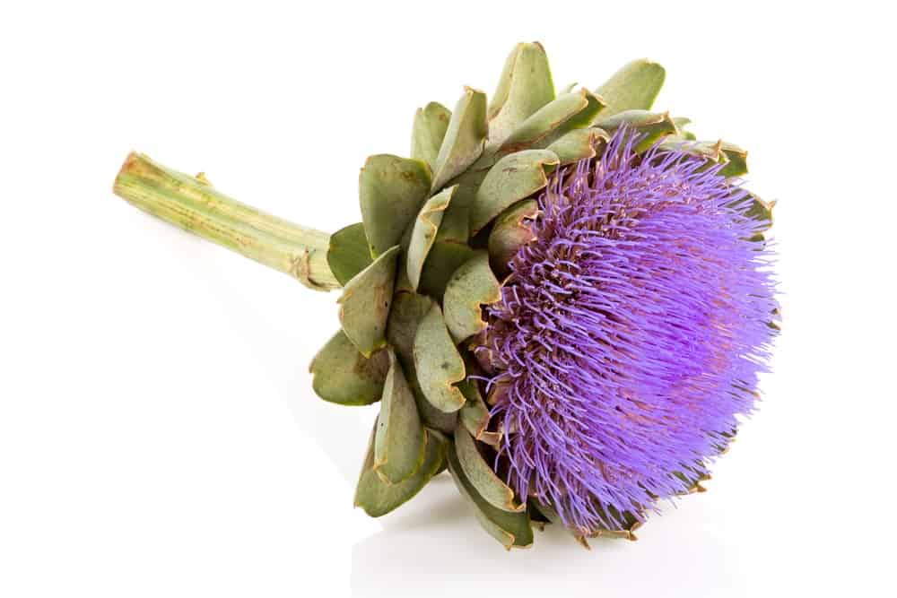Artichoke juice: a juice with amazing properties &#8211; happiness and health