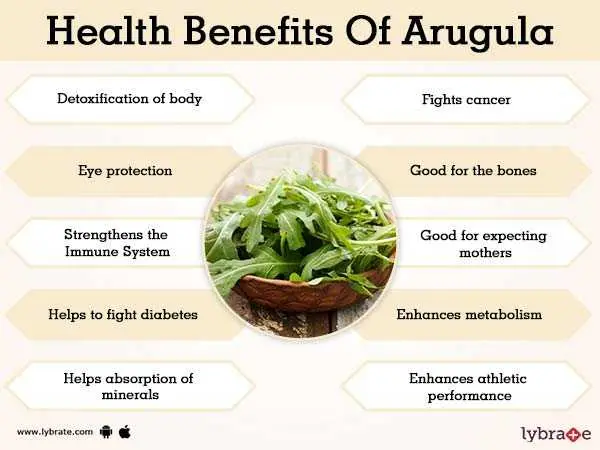 Arugula: health benefits and harms, application