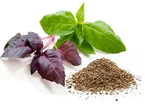 Basil: benefits and harms to human health, composition