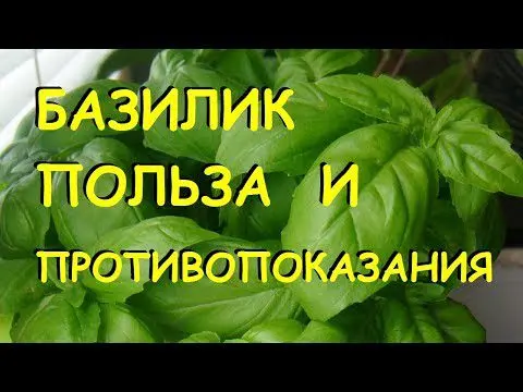 Basil: benefits and harms to human health, composition