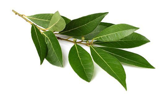 Bay leaf: health benefits and harms, video