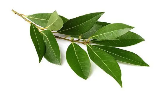 Bay leaf: health benefits and harms, video