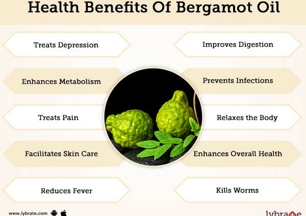 Bergamot: benefits and harms to the body, tea and oil